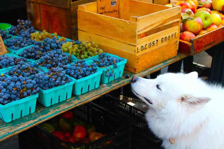 Dog and Grapes
